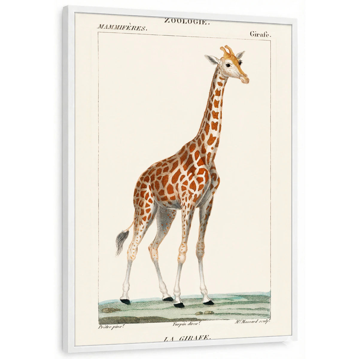 framed-print-white-standard