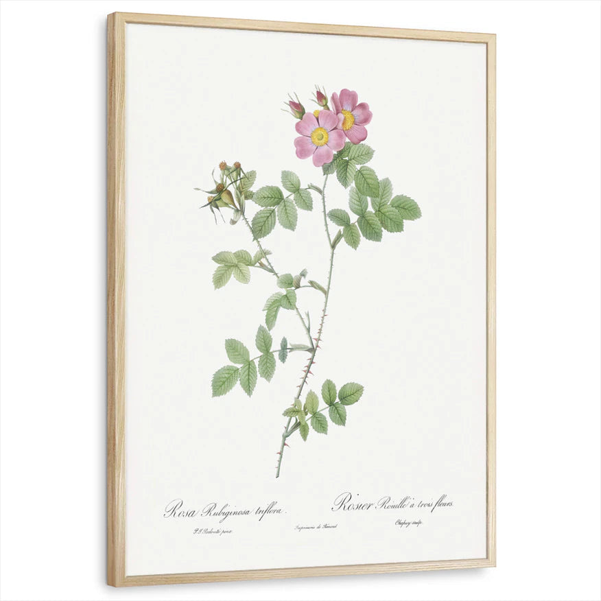 framed-print-natural-wood-standard