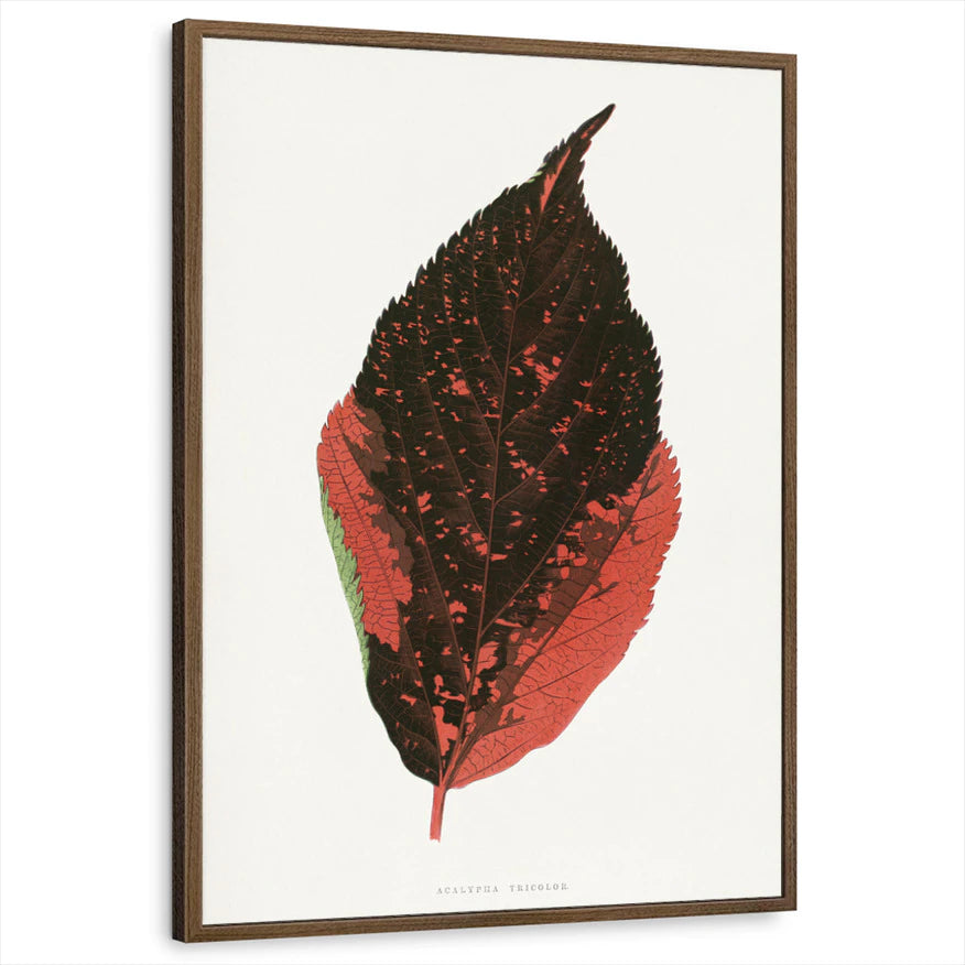 framed-print-brown-walnut-standard