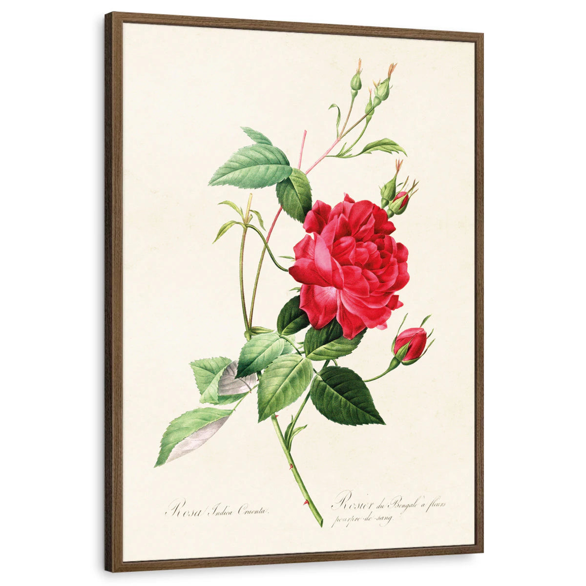 framed-print-brown-walnut-standard