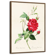 framed-print-brown-walnut-standard