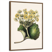 framed-print-brown-walnut-standard