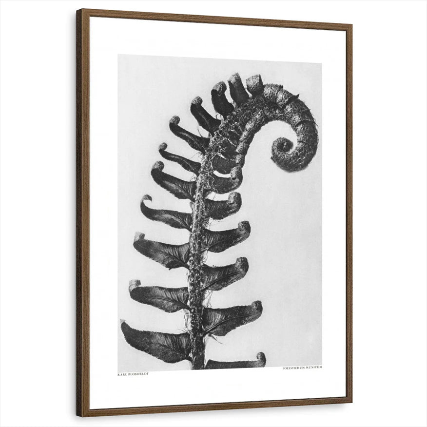 framed-print-brown-walnut-standard