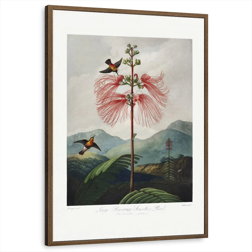 framed-print-brown-walnut-standard