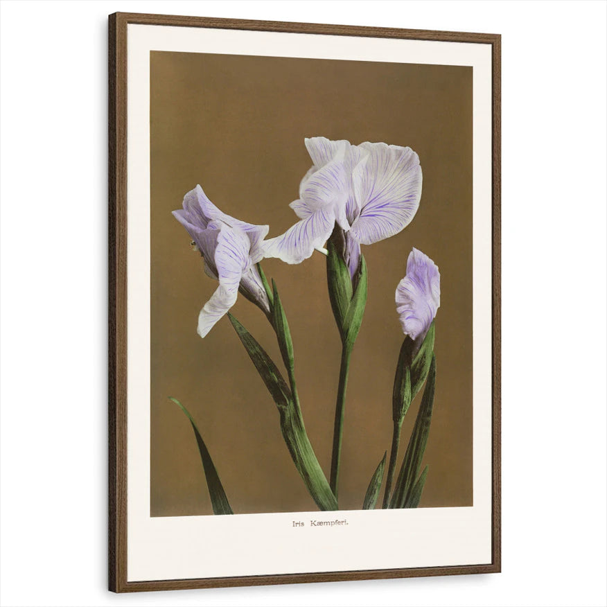 framed-print-brown-walnut-standard