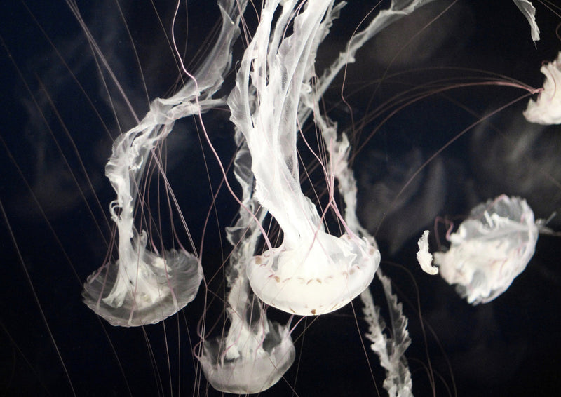Ethereal Drift: Luminous Jellyfish on Deep Black