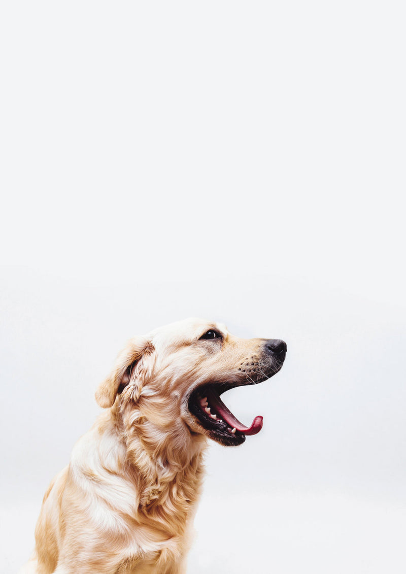 Happy Puppy Yawn