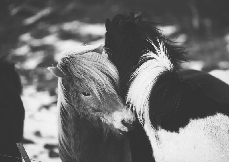 Affection in the Frost