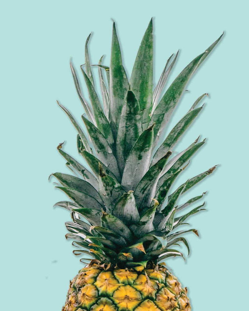 Golden Pineapple Top on Pastel Blue