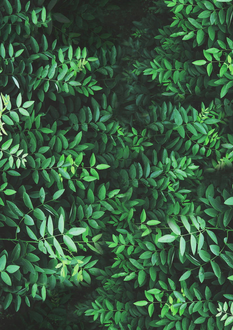 Lush Green Canopy Foliage