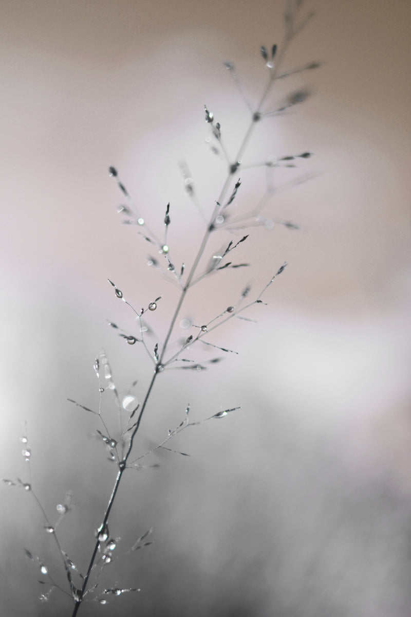 Dewy Grass Stem Macro