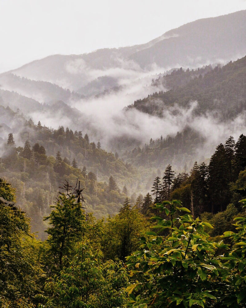 Misty Forest Mountain Valley Landscape
