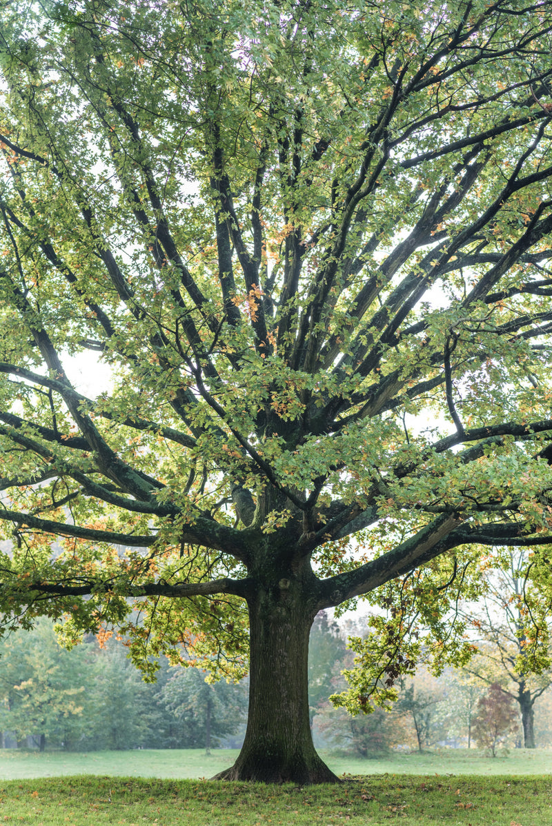 Grand Oak Tree in Early Autumn